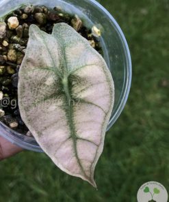 IMG_3684 Alocasia Amazonica Pink Variegated - C