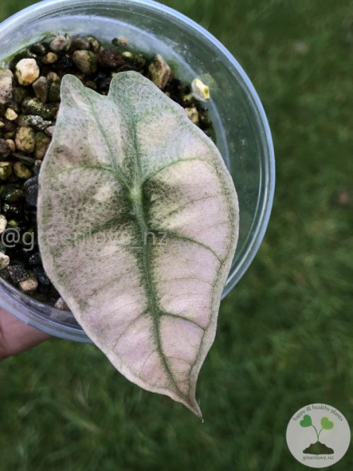 Alocasia Amazonica Pink Variegated - C