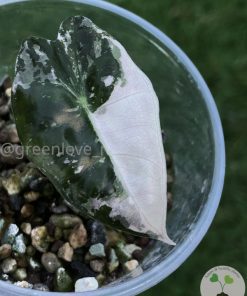 IMG_3712(1) Alocasia Amazonica Pink Variegated - E