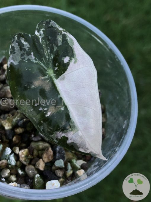 Alocasia Amazonica Pink Variegated - E