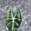Alocasia Nairobi Nights Variegated