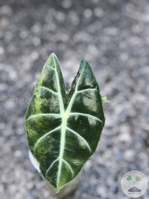 Alocasia Nairobi Nights Variegated