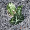 Alocasia Nairobi Nights Variegated