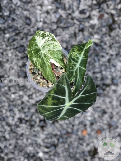 Alocasia Nairobi Nights Variegated