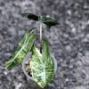 Alocasia Nairobi Nights Variegated