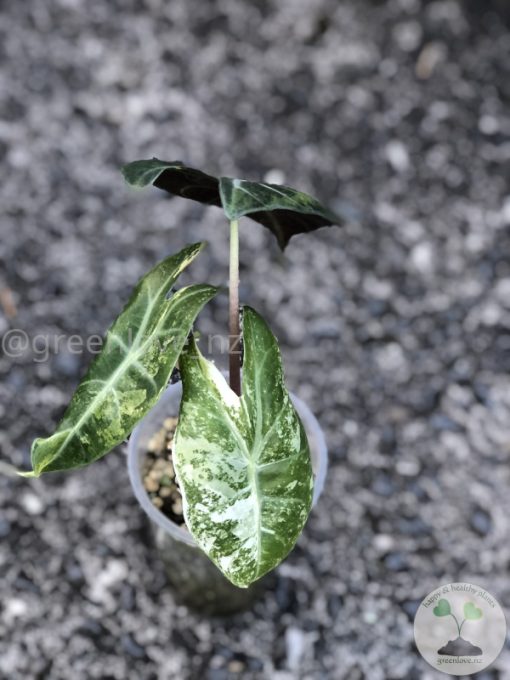 Alocasia Nairobi Nights Variegated