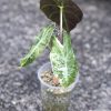 Alocasia Nairobi Nights Variegated