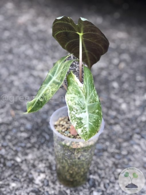 Alocasia Nairobi Nights Variegated