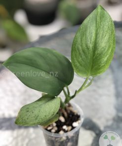 Rare Scindapsus moonlight mint variegata - A