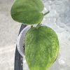Rare Scindapsus Gold Dust