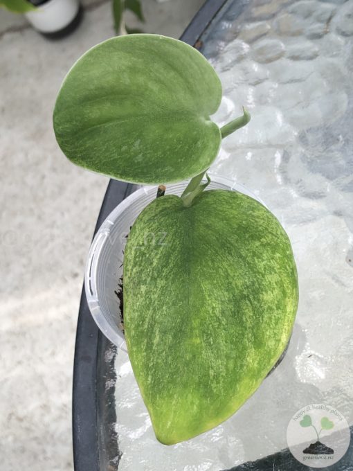 Rare Scindapsus Gold Dust