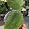 Rare Scindapsus Gold Dust