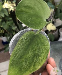Rare Scindapsus Gold Dust