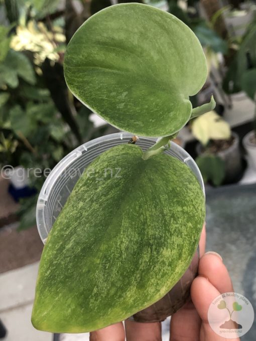Rare Scindapsus Gold Dust