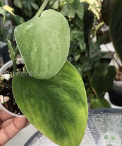 Rare Scindapsus Gold Dust
