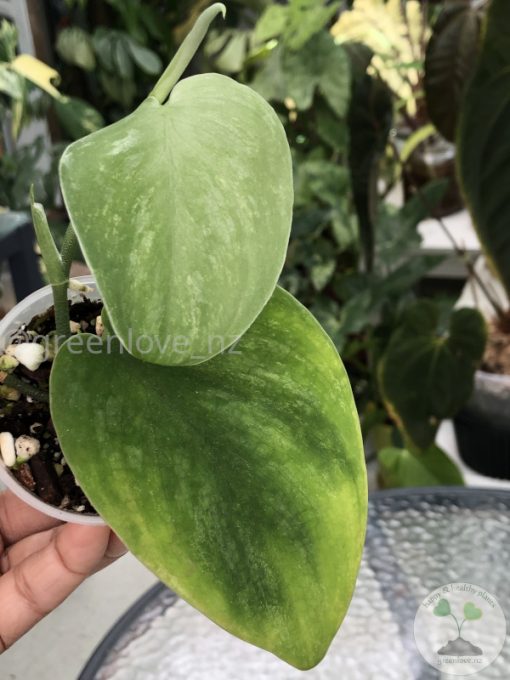 Rare Scindapsus Gold Dust