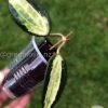 Hoya Latifolia Pot of Gold - B