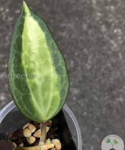 Hoya Latifolia Pot of Gold - A