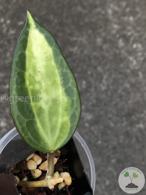 Hoya Latifolia Pot of Gold - A