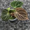 Anthurium King of Spades (HU) - Plant B