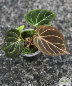 Anthurium King of Spades (HU) - Plant B