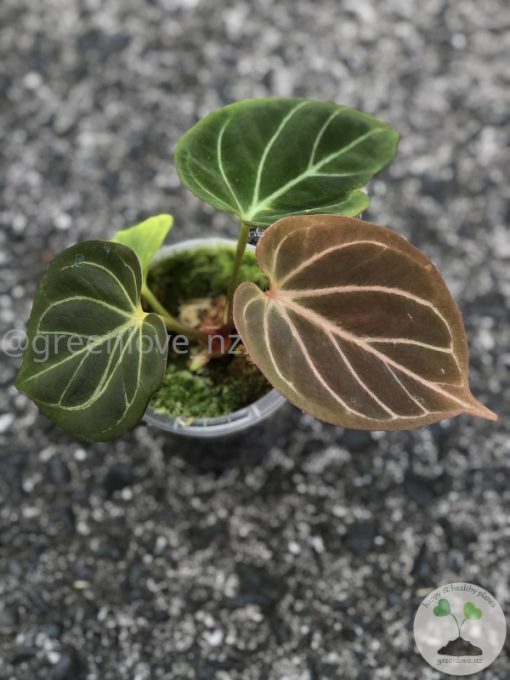 Anthurium King of Spades (HU) - Plant B