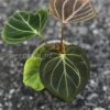 Anthurium King of Spades (HU) - Plant B