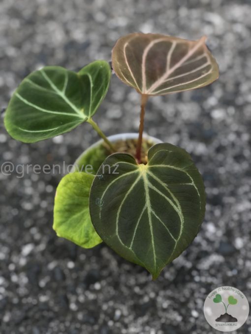 Anthurium King of Spades (HU) - Plant B
