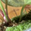 Anthurium King of Spades (HU) - Plant B