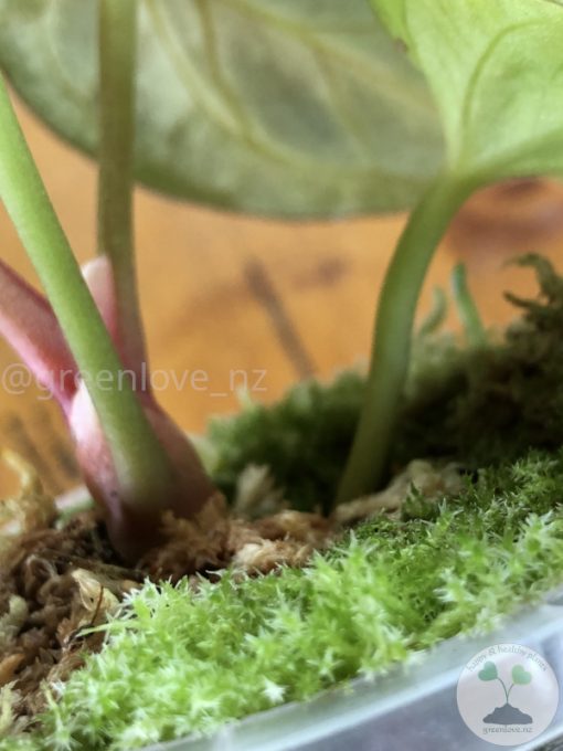Anthurium King of Spades (HU) - Plant B