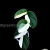 Scindapsus Jade Satin albo (halfmoon)