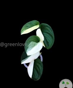 Scindapsus Jade Satin albo (halfmoon)