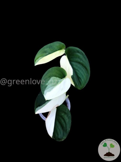 Scindapsus Jade Satin albo (halfmoon)