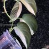Scindapsus Jade Satin albo (halfmoon)