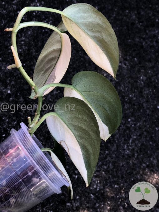 Scindapsus Jade Satin albo (halfmoon)