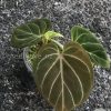 Anthurium King of Spades (HU) - Plant B