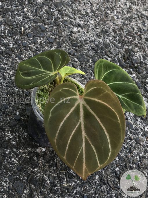 Anthurium King of Spades (HU) - Plant B