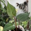 Anthurium Dark Mama x DP X No ID
