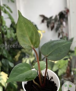 Anthurium Dark Mama x DP X No ID