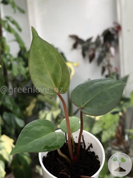 Anthurium Dark Mama x DP X No ID