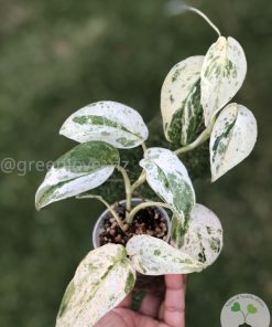 Scindapsus Silver Splash Variegated