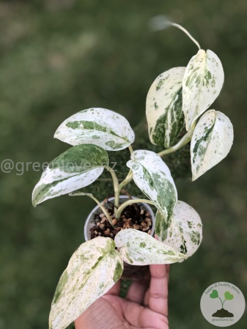 Scindapsus Silver Splash Variegated