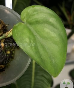 Scindapsus Black Mamba