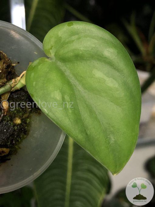 Scindapsus Black Mamba