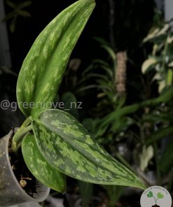 Rare Scindapsus Green Army (narrow)
