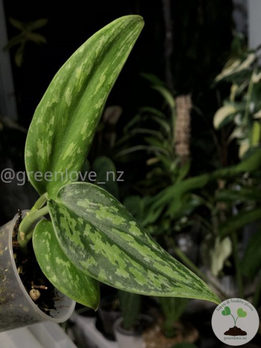Rare Scindapsus Green Army (narrow)