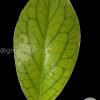 Hoya vitellinoides (with new growth)