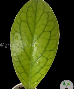Hoya vitellinoides (with new growth)