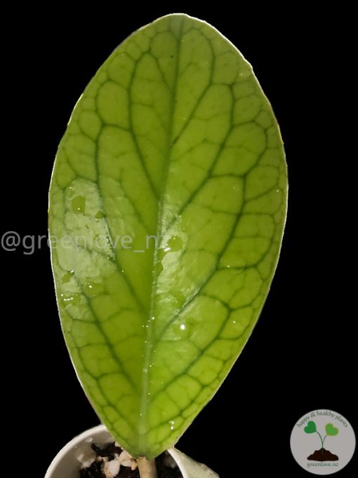 Hoya vitellinoides (with new growth)