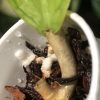 Hoya vitellinoides (with new growth)